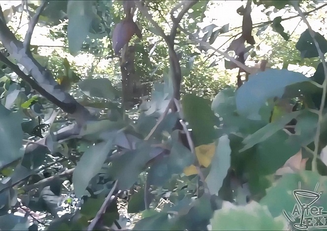 061516_hot_forest_blowjob_from_a_really_hot_blonde_then_fucking_back_at_the_apartment_cum_on_her_face